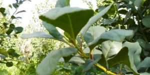 Inscrição no Concurso Árvores Gigantes de Erva-Mate encerra em 30 de junho