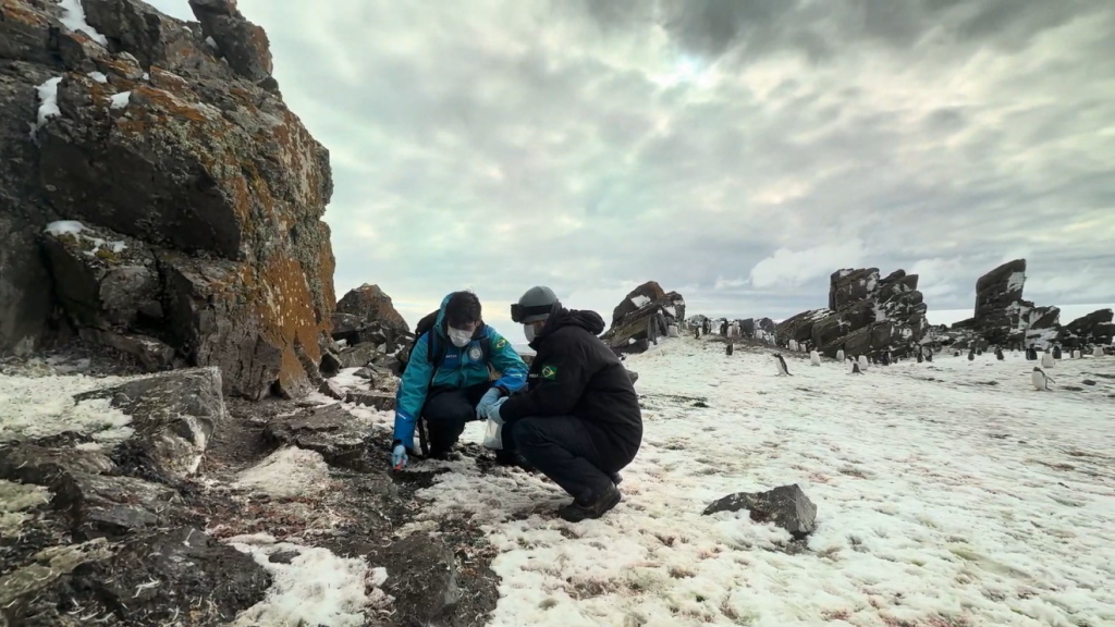 Cientistas brasileiros descobrem 4 novas espécies de fungo na Antártica