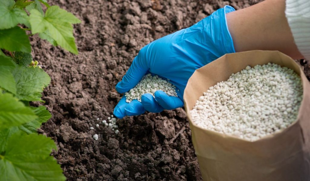 Custo dos fertilizantes pressiona safra de verão no RS e expõe dependência externa do Brasil