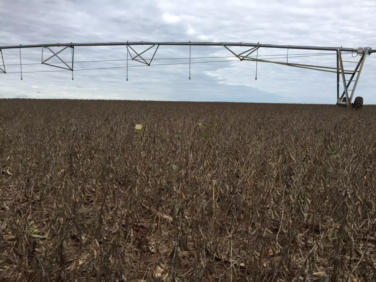 Estado garante isenção de 100% da etapa Safrinha para agricultores familiares do Programa Troca-Troca de Sementes 24/25