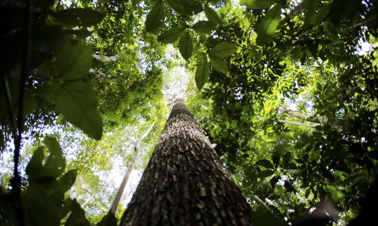 CNA defende novo marco do licenciamento ambiental e afirma que medida garante segurança jurídica e desburocratização