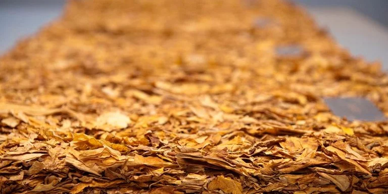 Exportação de tabaco pode chegar a 3 bilhões de dólares