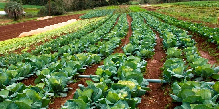 Agricultura Familiar gaúcha avança com tecnologia e profissionalização