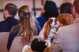 Animais domésticos terão fundo estadual de bem-estar do governo do RS