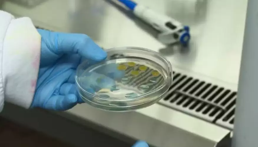 Câncer de pele é eliminado com luz, bactérias e células do sistema imunológico em pesquisa da Universidade de São Paulo