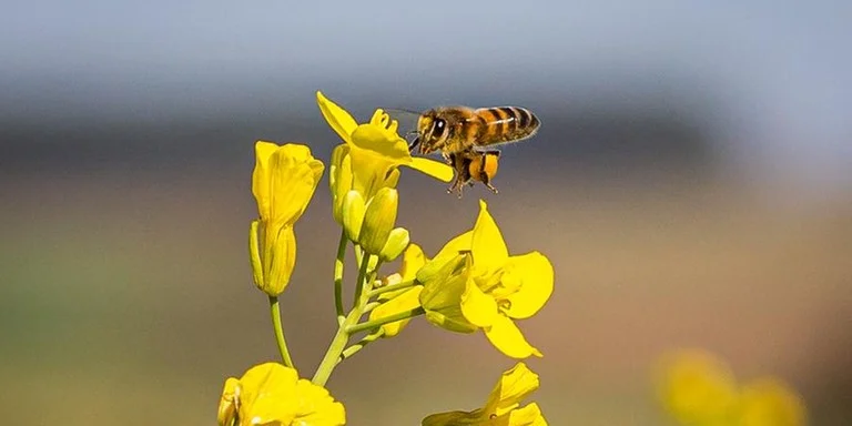 Cultivo da canola favorece apicultura