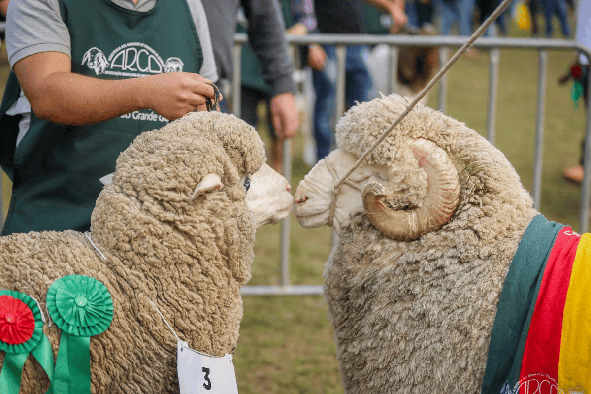 Expointer 2025 terá participação de 6.696 animais