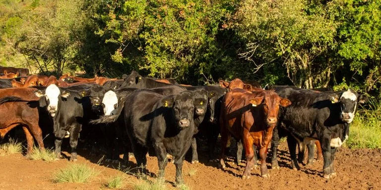 Exportações de carne bovina batem recorde