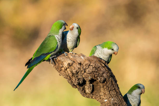 Governo lança Programa Guardiões da Fauna para ampliar rede de mantenedores seguros de animais silvestres