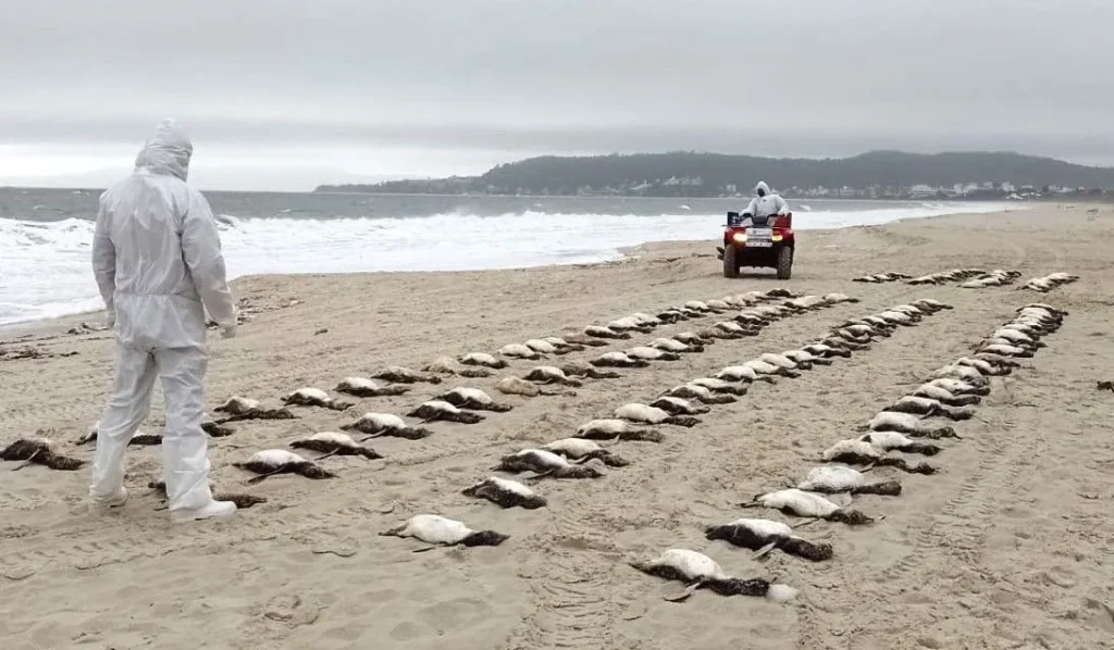 Mais de 3.200 pinguins morreram no litoral brasileiro em 2025
