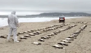 Mais de 3.200 pinguins morreram no litoral brasileiro em 2025