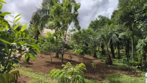 Projeto Ar, Água e Terra reduz emissão de dióxido de carbono em terras indígenas gaúchas