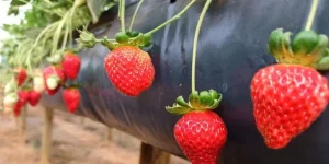 Quilo do morango fica 100% mais caro após fenômeno do “morango do amor”