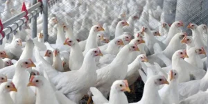 Mais quatro países retiraram restrições ao frango do Brasil