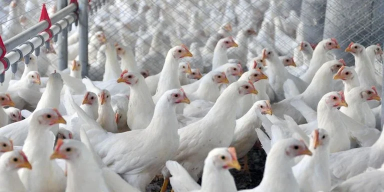 Mais quatro países retiraram restrições ao frango do Brasil