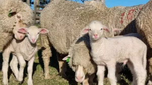 Número de animais bate recorde na Expointer 2025