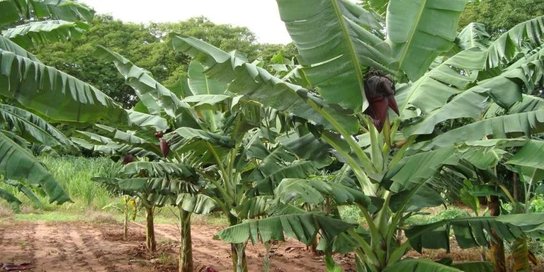 Doença da banana desafia pesquisadores