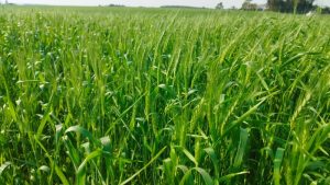 Engenheiro agrônomo avalia desenvolvimento do trigo na região  