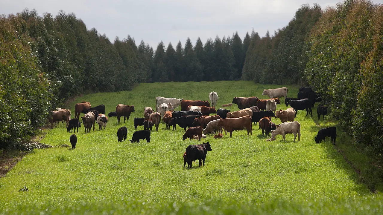 Governo culpa agro por problema climático em plano para a COP 30; setor vê sabotagem