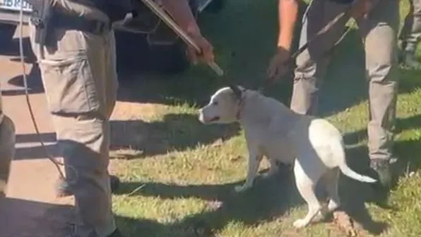 Idoso morre após ser atacado por quatro pitbulls no RS