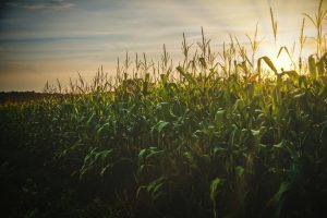 Produtor aponta novas oportunidades para o milho com expansão do etanol