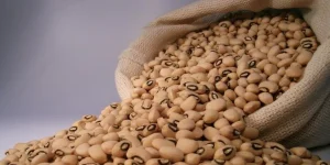 Conab realiza operações de apoio aos produtores de feijão do RS, SC e PR