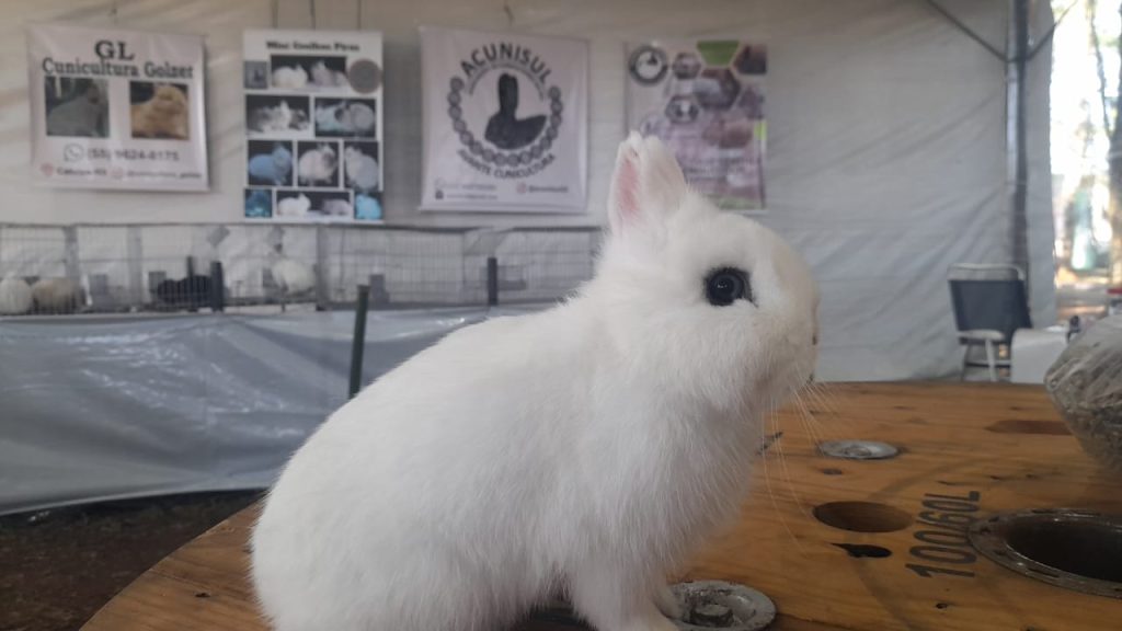 Exposição de coelhos também será atração no 3° Encontro Abelheiro