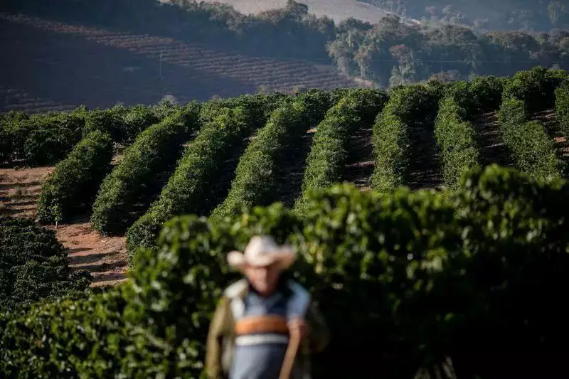 Governo federal trabalha “dois caminhos” para isentar o café em reunião com o presidente dos Estados Unidos