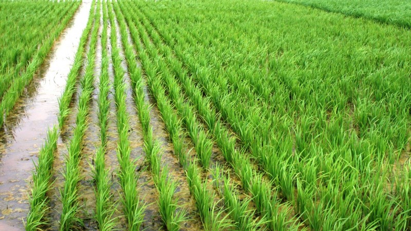 Plantio da safra 2025/26 de arroz no RS alcança 38% de área prevista, diz Irga