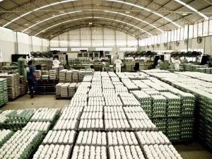 RS amplia receita de exportações de ovos