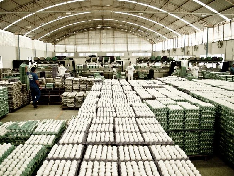 RS amplia receita de exportações de ovos