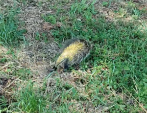 Bombeiros Voluntários de Não-Me-Toque resgatam ouriço encontrado em residência