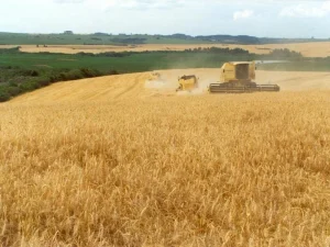 Colheita do trigo no RS mais lenta que a média histórica