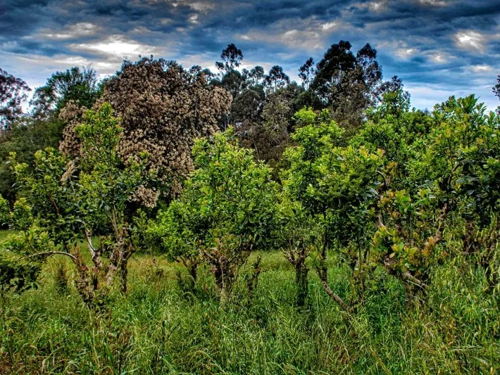 Consórcio enfrentará crise do setor da erva-mate