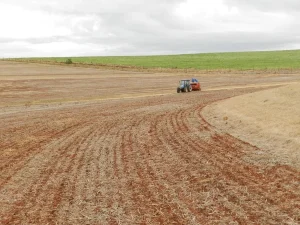 Soja ocupa 5% da área prevista para o RS