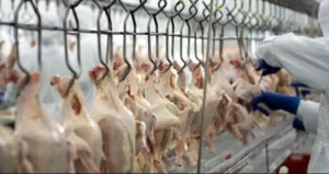 China suspende a proibição de importação de carne de frango do Brasil