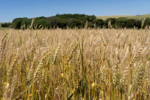 Trigo apresenta bom desenvolvimento e colheita deve ganhar ritmo nos próximos dias