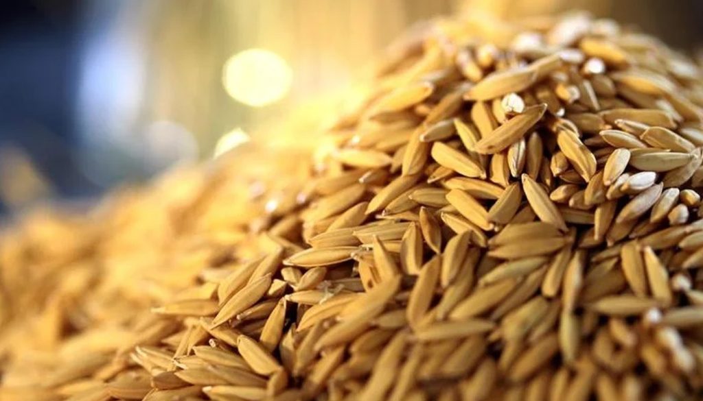 Área semeada com arroz no RS ultrapassa 95,24% da intenção