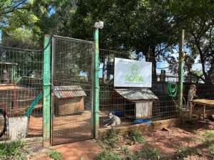 Mais de 19 mil animais já foram castrados no Centro de Castrações de Carazinho