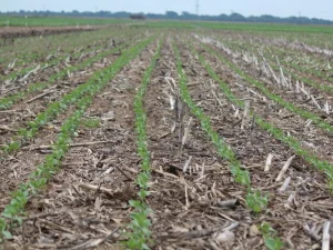 Chuvas favorecem o plantio e o desenvolvimento da soja