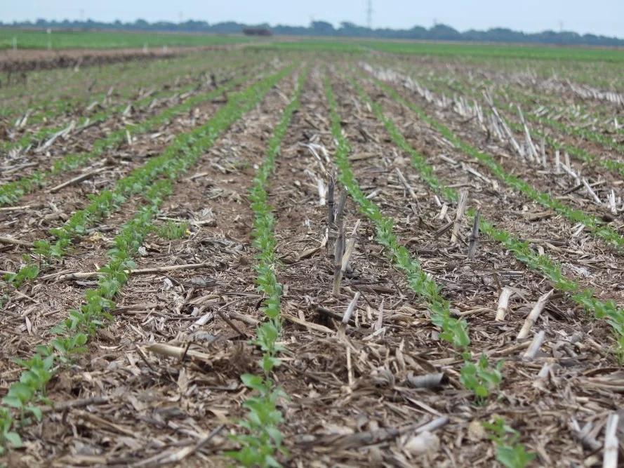 Chuvas favorecem o plantio e o desenvolvimento da soja