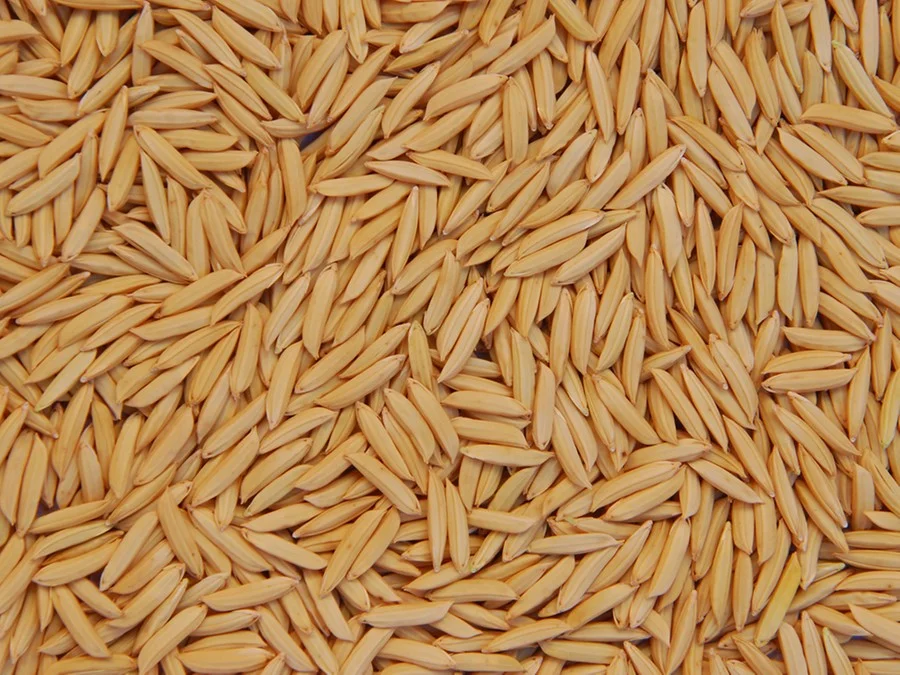 Produção brasileira de arroz vai encolher mais de 12%