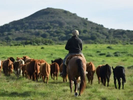 Dia Nacional do Bioma Pampa: conservação exige ações integradas