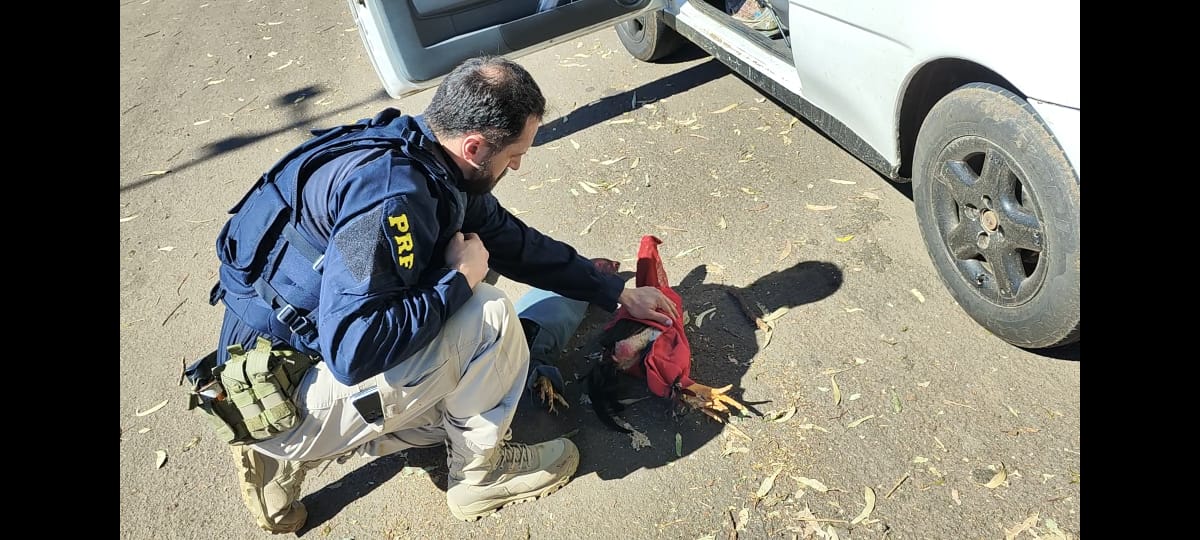 PRF resgata três galos de rinha vítimas de maus-tratos em Erechim