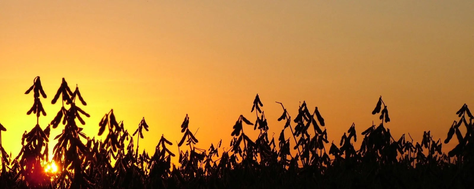 Transição climática em 2026 tende a favorecer safras
