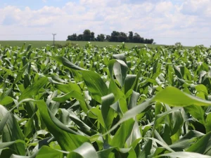 Milho com expectativa de redução de até 20% na produção no Rio Grande do Sul