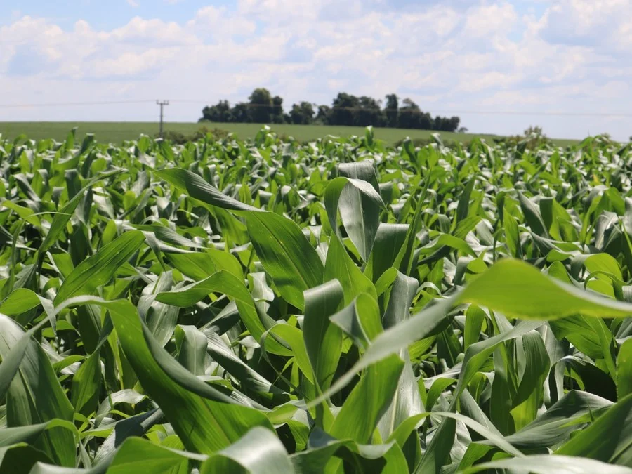 Milho com expectativa de redução de até 20% na produção no Rio Grande do Sul