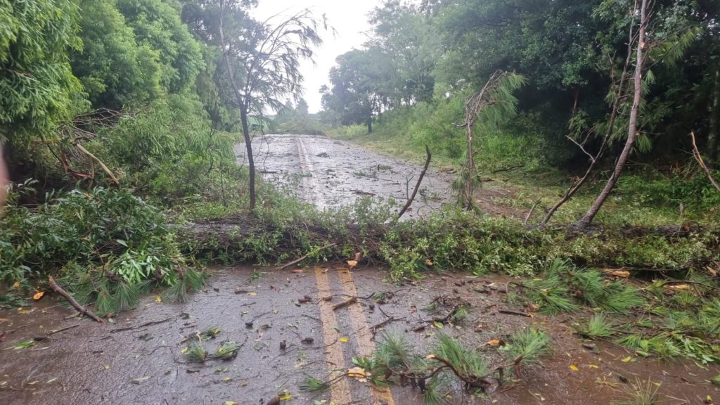 Queda de árvores interrompem acesso ao município de Victor Graeff