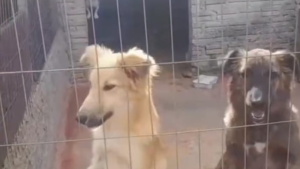 Carazinho amplia vagas e reajusta valor para abrigamento de animais em situação de risco