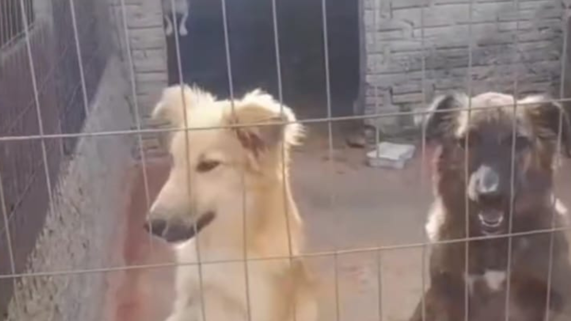 Carazinho amplia vagas e reajusta valor para abrigamento de animais em situação de risco